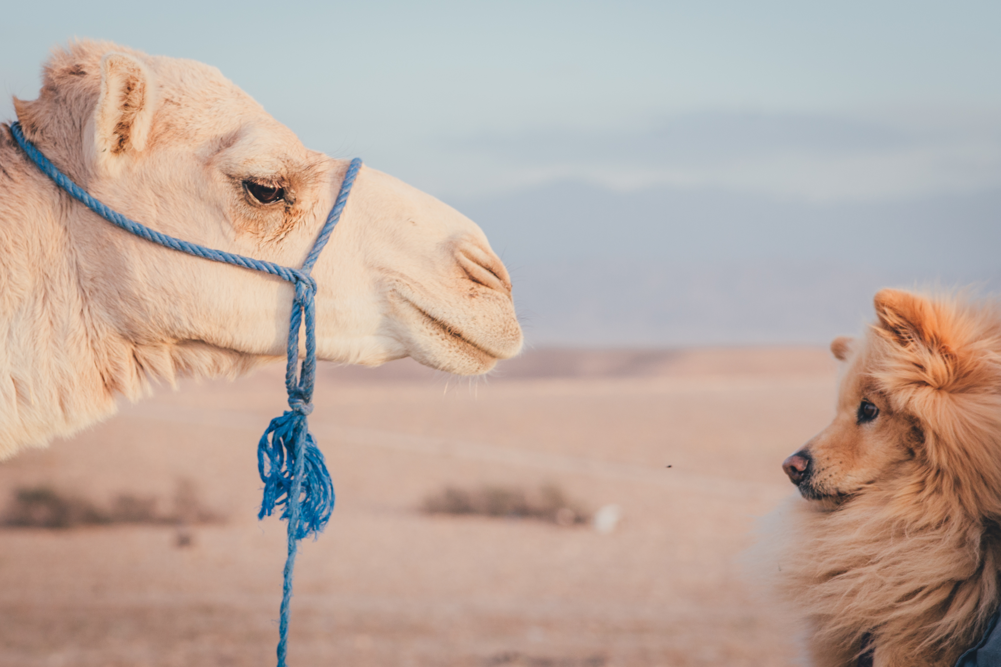 Chía, la perrita colombiana que viaja por todo el mundo, ¿cuántos países conoce?