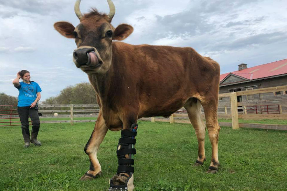 Los animales también usan prótesis