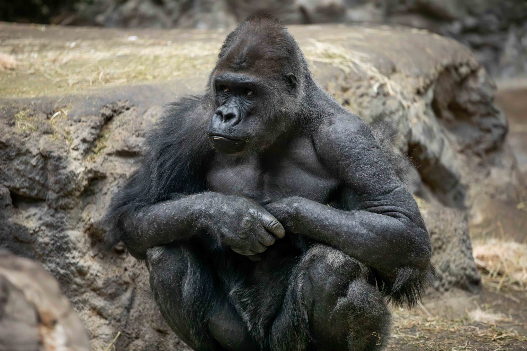 “Estamos devastados”: Murió Koga, el famoso gorila del Zoológico de Buffalo