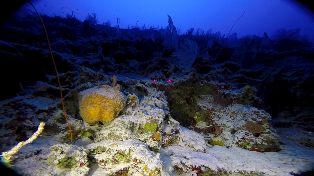 Invemar y Coralina realizan primer mapa de ecosistemas coralinos mesofóticos en Colombia