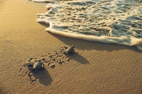 Calentamiento global pondría en peligro huevos de tortugas