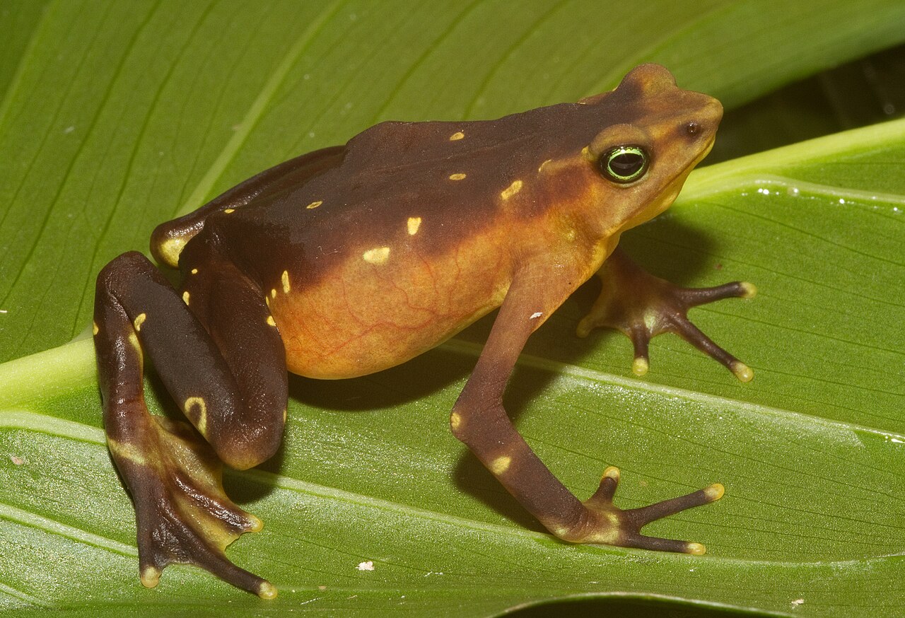 Imagen de una "Atelopus glyphus".