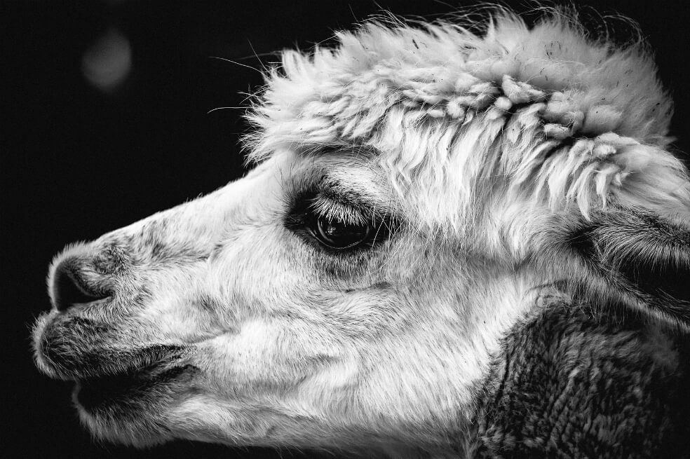 Por maltrato animal serían investigados dueños de una llama