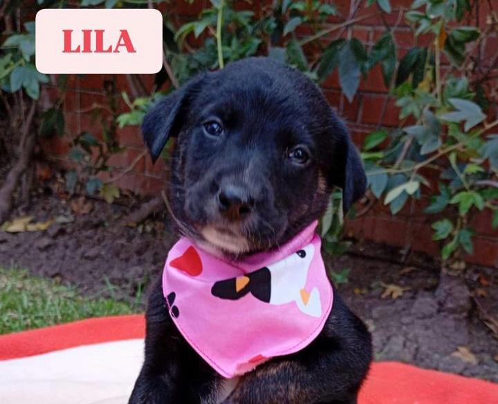 Buscan hogar para tres cachorras rescatadas: “han sido rechazadas por su pelo negro”
