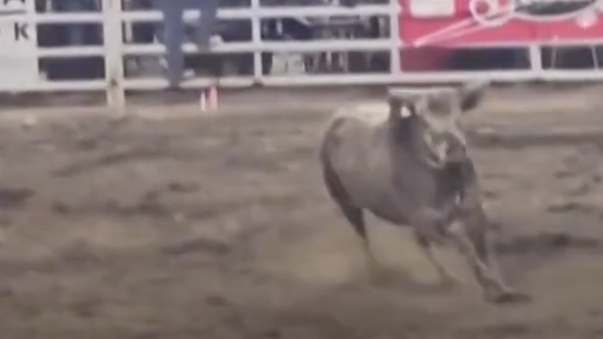 (Video) Así fue como un toro escapó de un rodeo en Estados Unidos