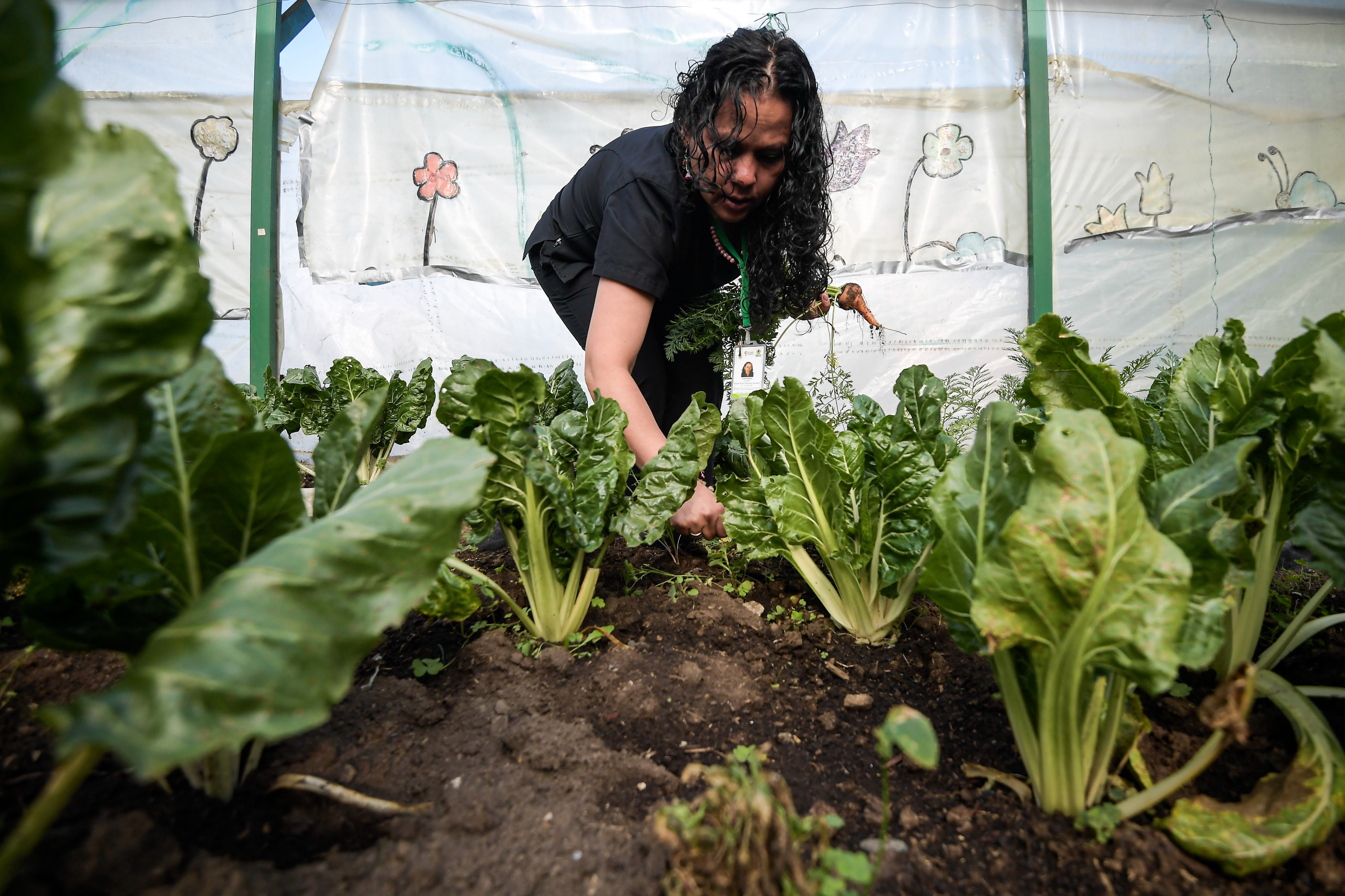 Huertas urbanas: un ejemplo que germina, para combatir el hambre en Bogotá