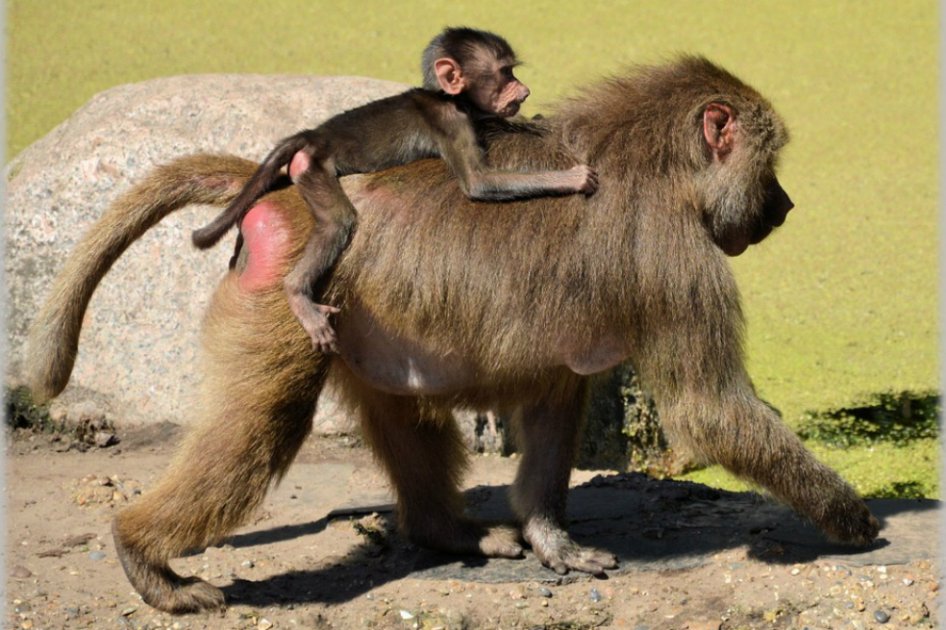 Este es el animal que emite hasta cinco sonidos similares a las vocales humanas