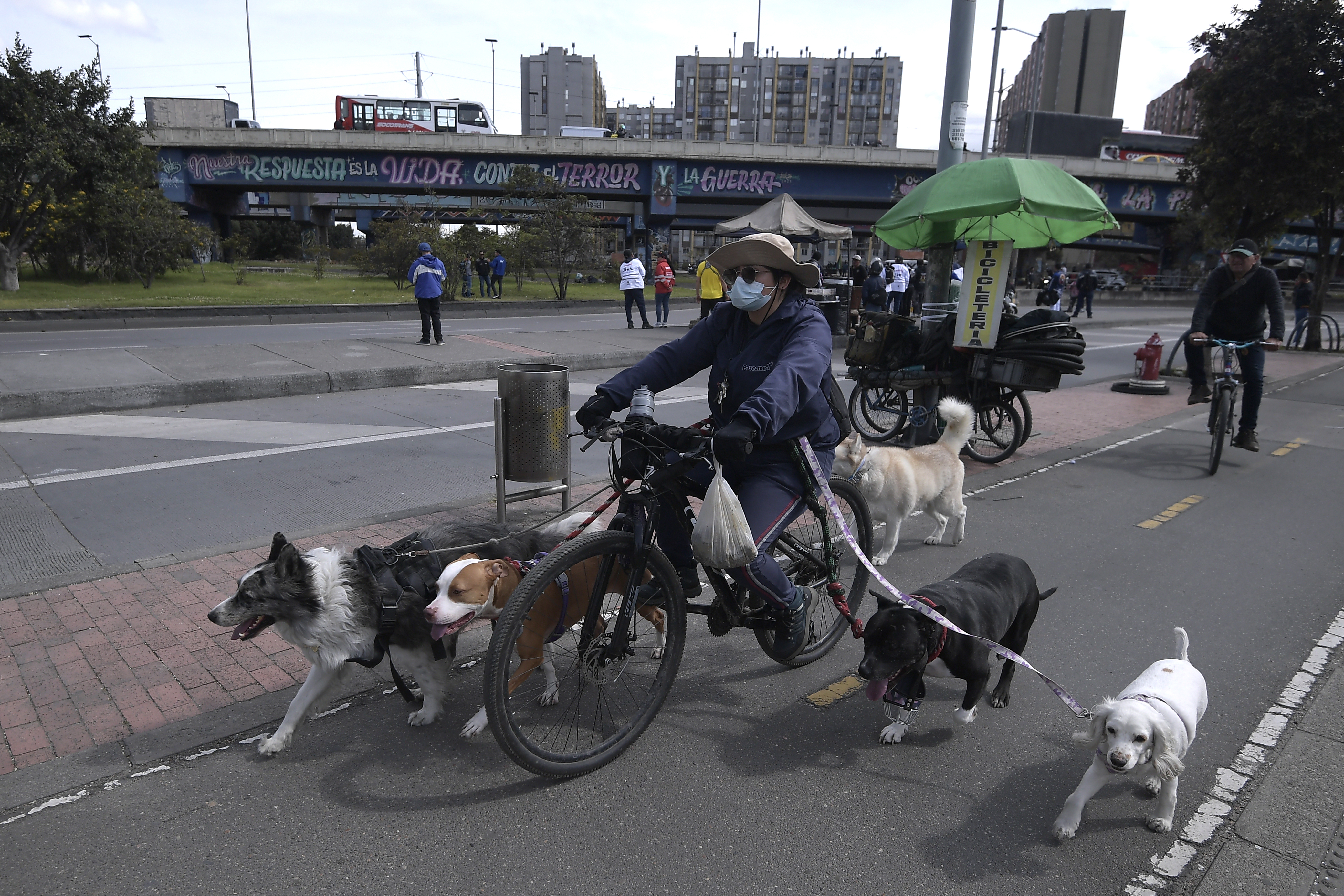 Conozca los nuevos requisitos que deberán cumplir los paseadores de perros