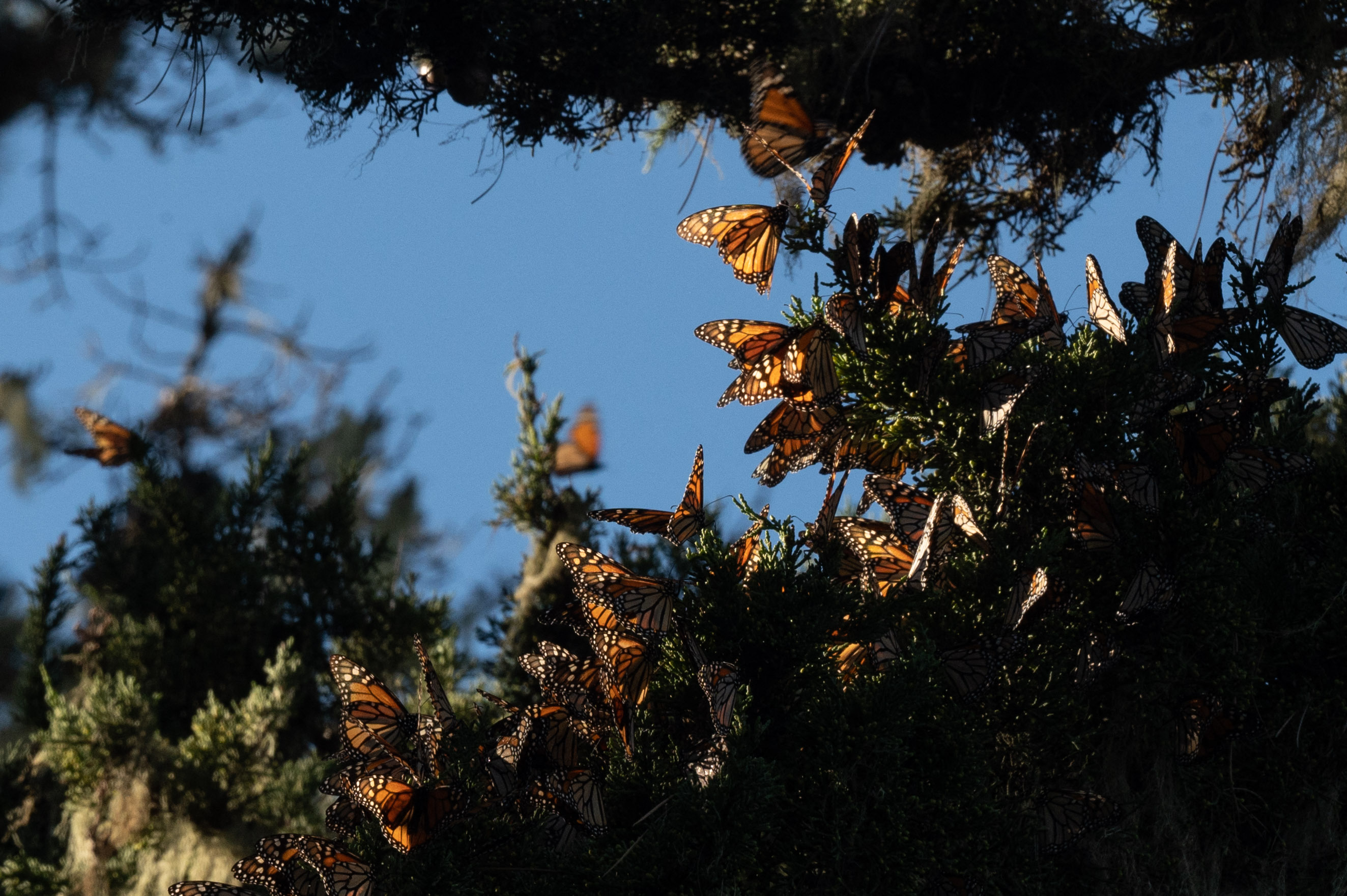 En 2024 hubo una muerte masiva de mariposas y ya se conoce al culpable: los pesticidas
