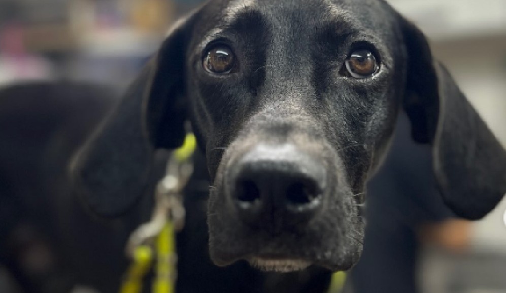 ¿Los recuerda? Adoptan a Trueno y Luna, perritos que fueron devueltos al refugio