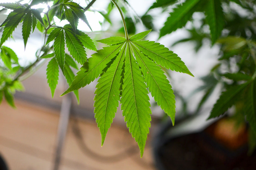 Cuidado de la piel: otro de los beneficios comprobados del cannabis