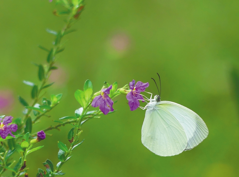 Putumayo es una de las cunas de mariposas de Colombia