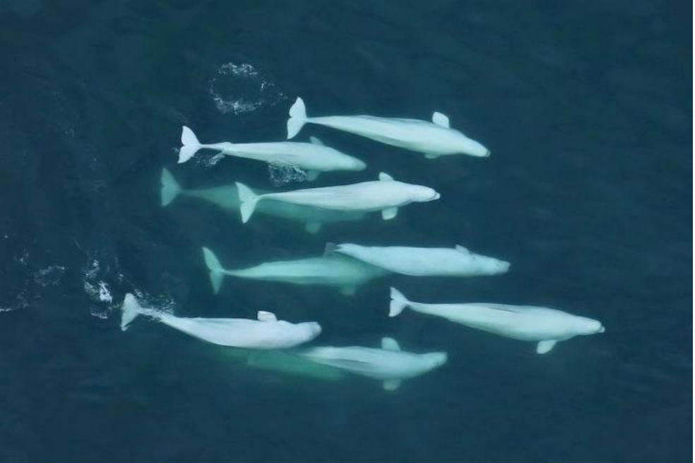 La especie de ballena que valora la cultura y los lazos familiares