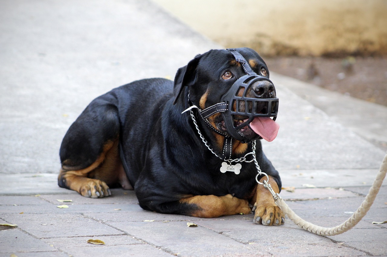 Estas son las razas de perro que deben llevar bozal en Colombia