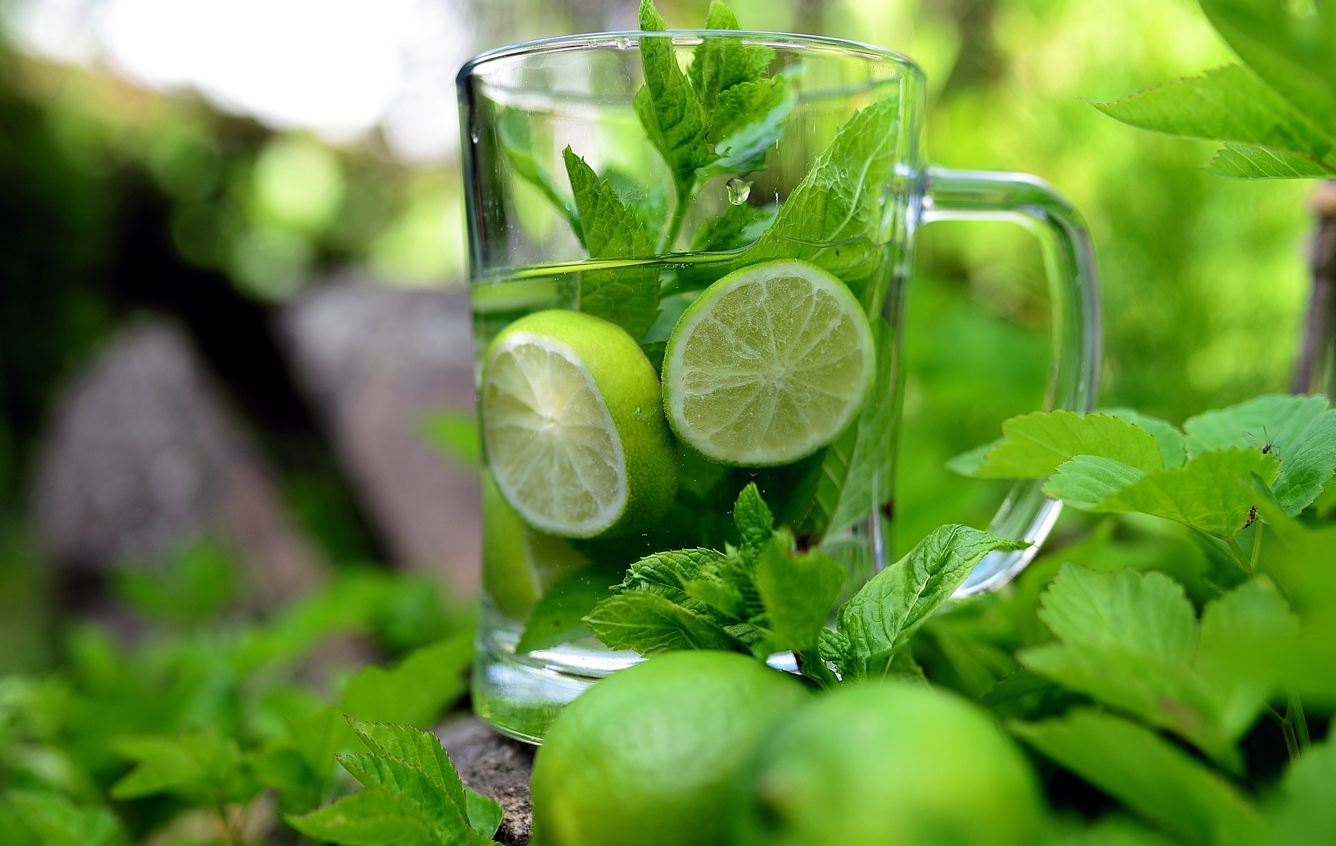 La menta o cómo la frescura se hizo planta