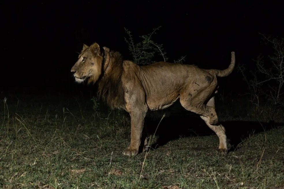 Un león de tres patas aprendió a cazar para sobrevivir. Investigadores revelan su estrategia