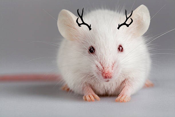 Científicos hacen crecer cuernos pequeños en los ratones