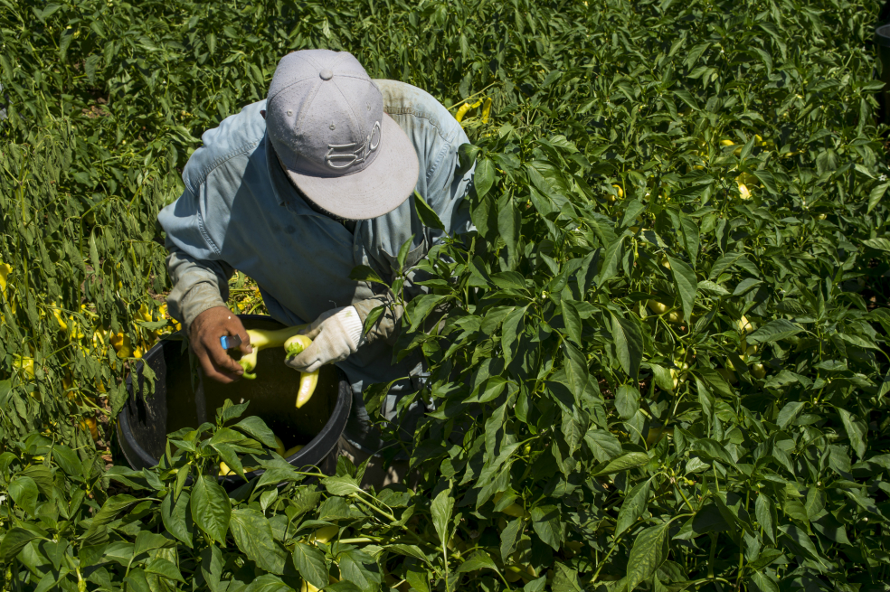 Una vida de sacrificio: los campesinos mexicanos que cosechan comida para Estados Unidos