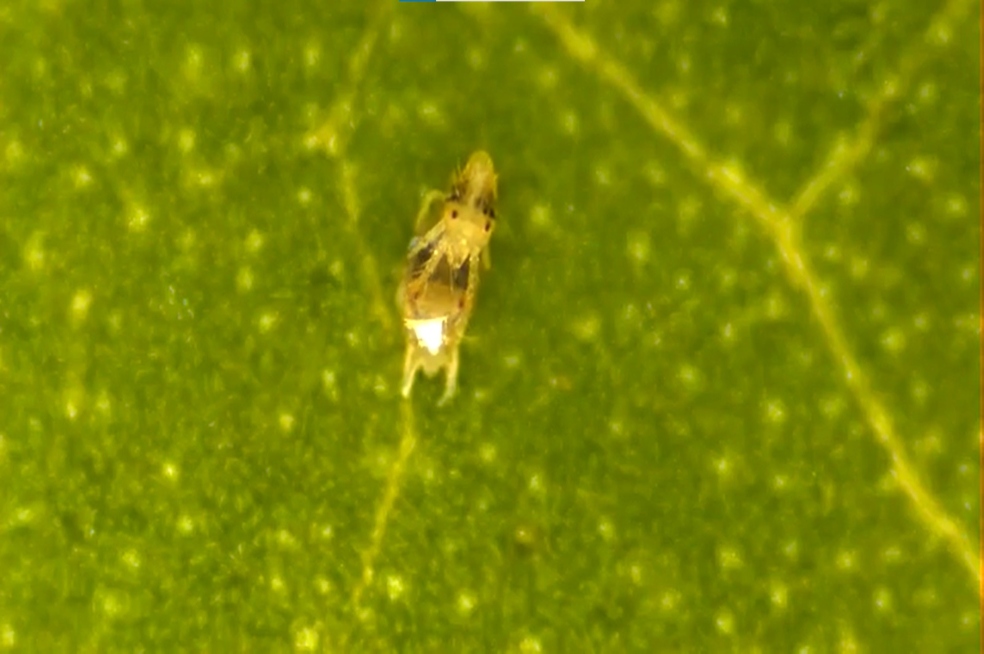Los machos de esta especie de araña “desvisten” a las hembras antes de aparearse