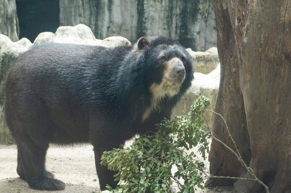Corte Constitucional concluye que los animales no tienen derecho a la libertad