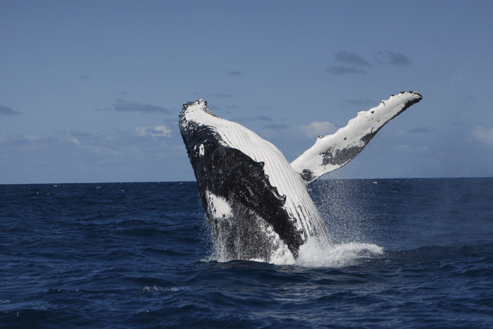 Las ballenas pueden ingerir hasta 10 millones de piezas de microplástico a diario