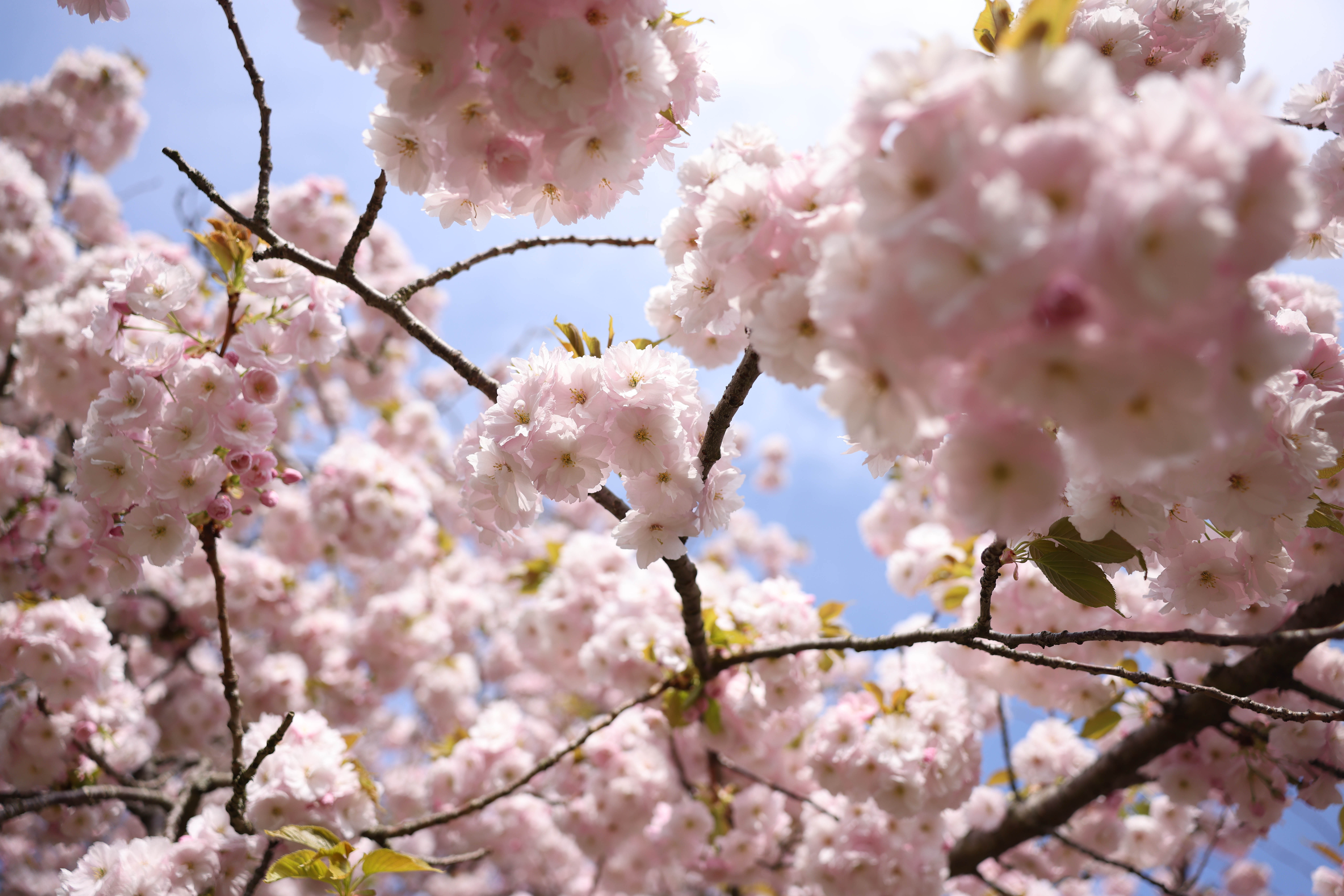 FOTODELDÍA - LONDRES, 04/04/2025.- Cerezos en flor bajo el sol en Regent's Park, Londres, Gran Bretaña, 4 de abril de 2025. El Servicio Meteorológico Nacional predice el día más caluroso del año hasta la fecha para el 4 de abril, con temperaturas superiores a los 21 grados Celsius. Marzo de 2025 fue el más soleado en Inglaterra desde que se tienen registros en 1910, y la precipitación total fue solo del 43 % de la cantidad habitual. EFE/NEIL HALL