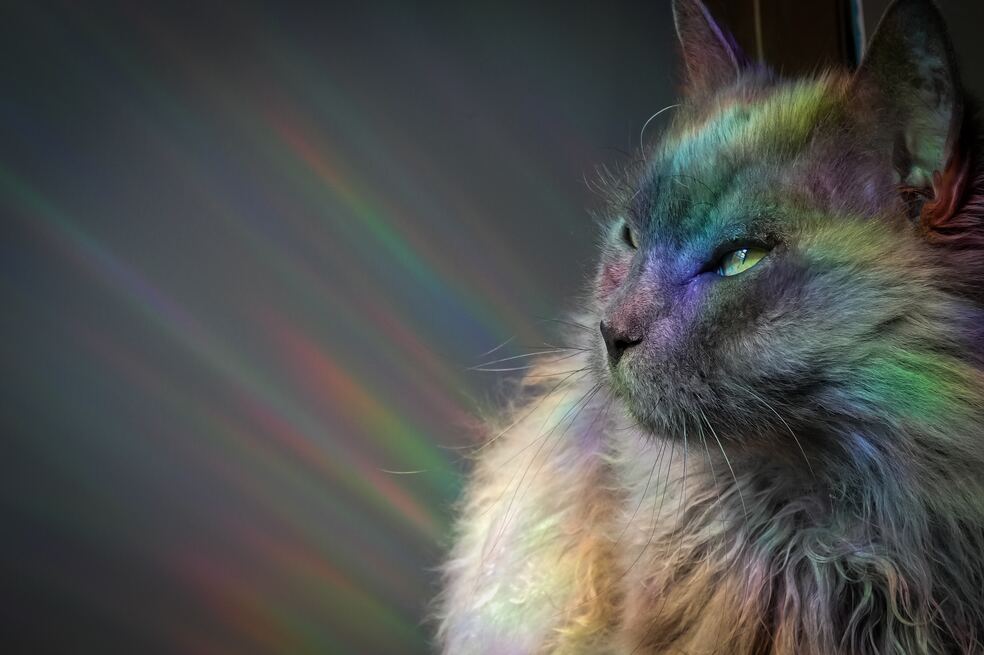 Gato agradece