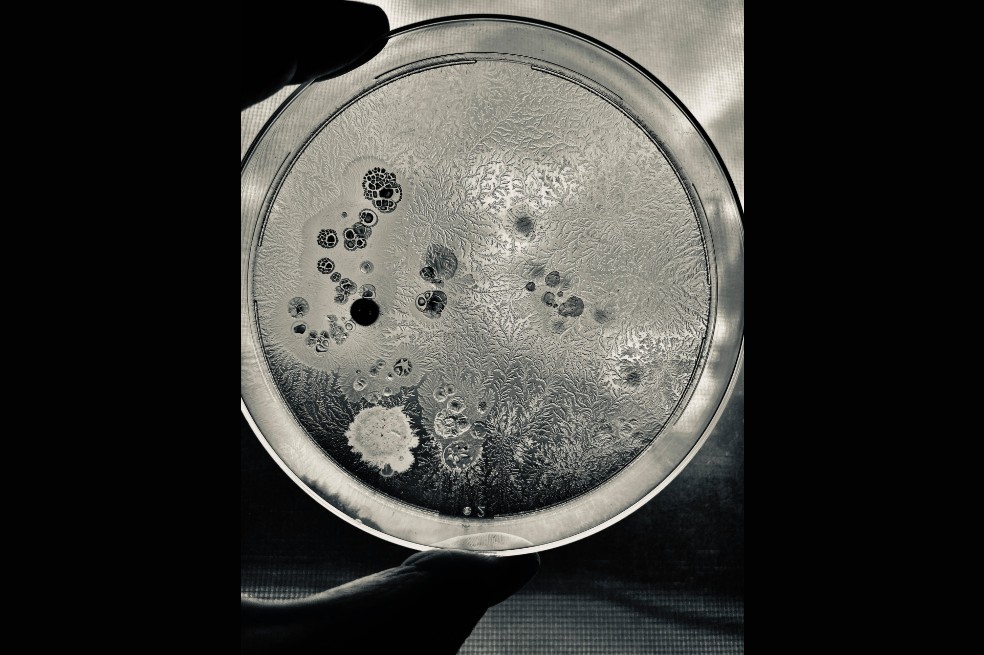 Subcampeón Fractales: Alice Feng, autora de la imagen, explicó que "los patrones se forman según las condiciones del entorno de las bacterias y cómo se mueven las células bacterianas después de entrar en contacto entre sí".