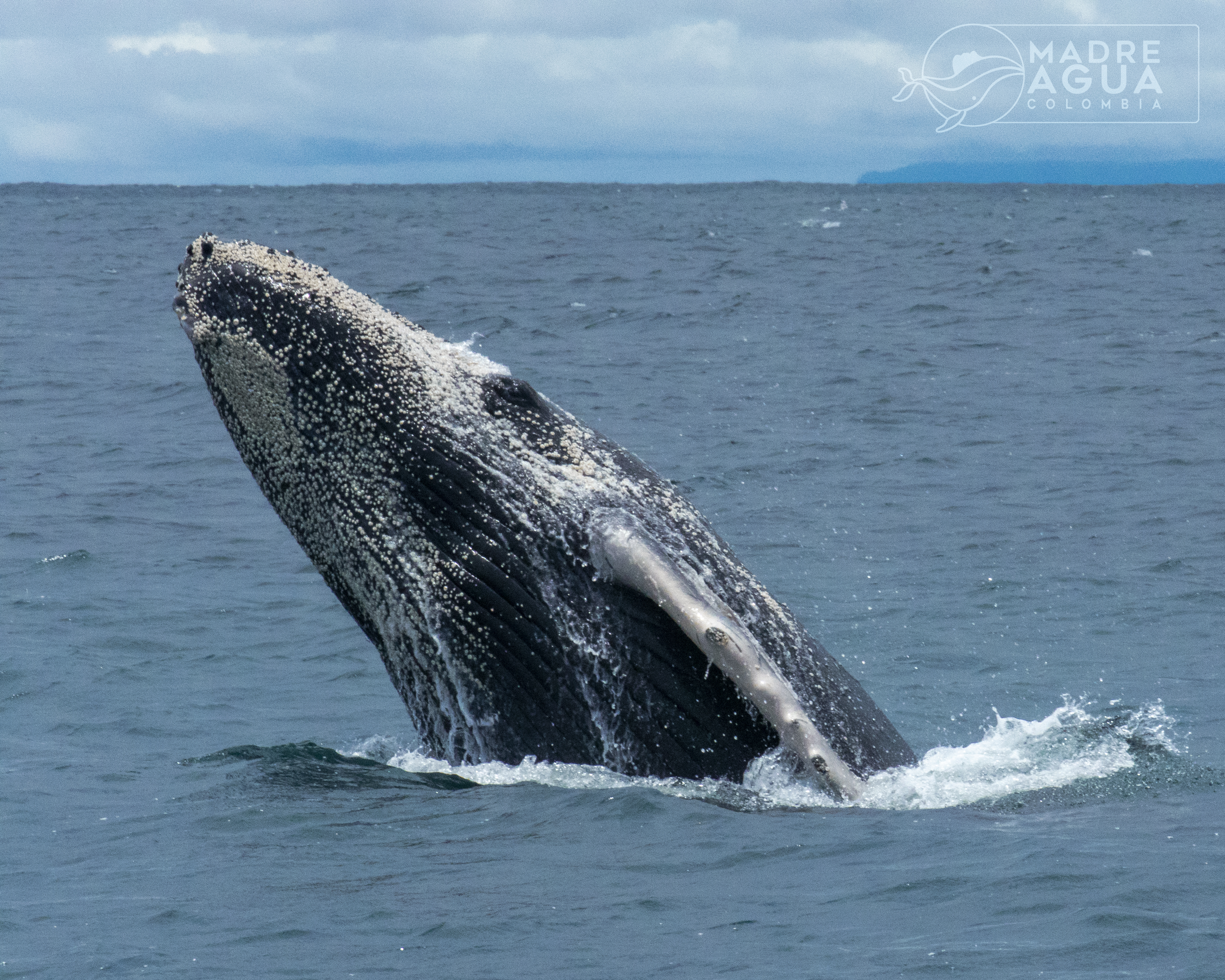 ¿Cómo estudiamos a las ballenas si apenas las vemos cuando emergen a la superficie?