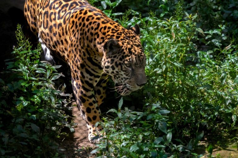 BID anuncia US $4 millones para proteger la biodiversidad y Colombia es su primer socio