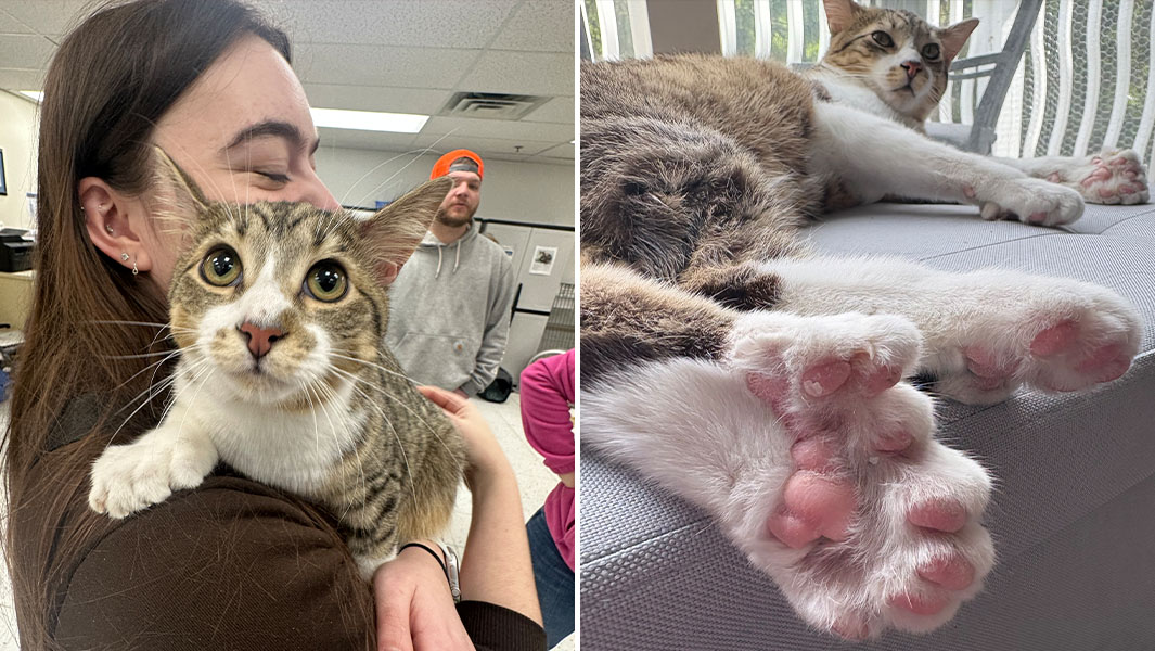 Este gato de 10 meses acaba de igualar un récord mundial que no se veía hace más de 20 años