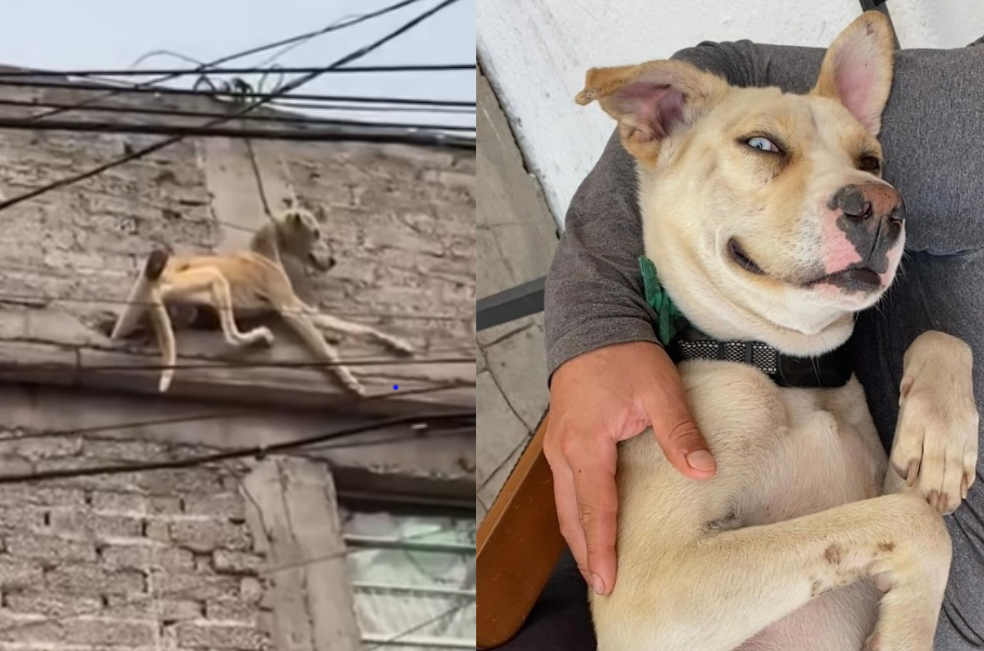La transformación de Valiente tras años de estar abandonado en una terraza (video)
