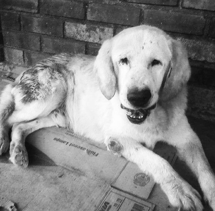 Por Amor a Rocky: la fundación que nació del amor a un perro callejero