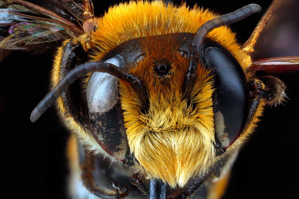 ¿El apocalipsis de las abejas?