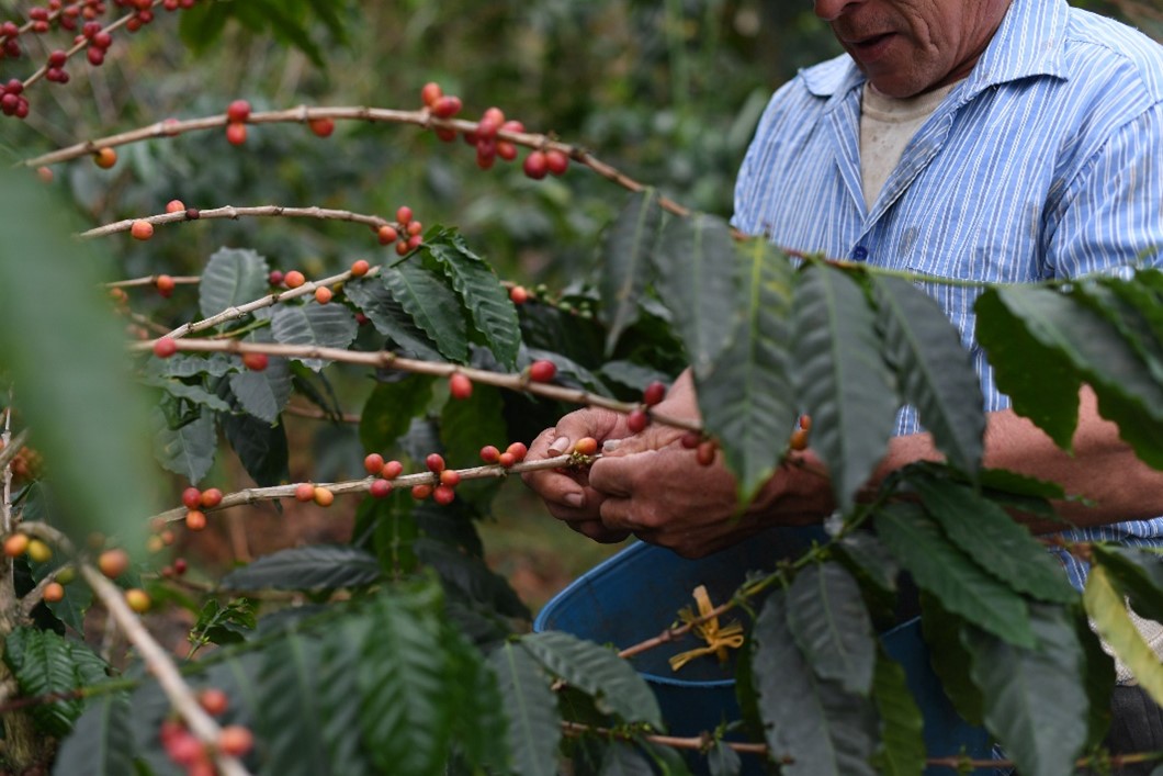 Cayó producción cafetera en noviembre, pero exportaciones siguen firmes en el tablero global