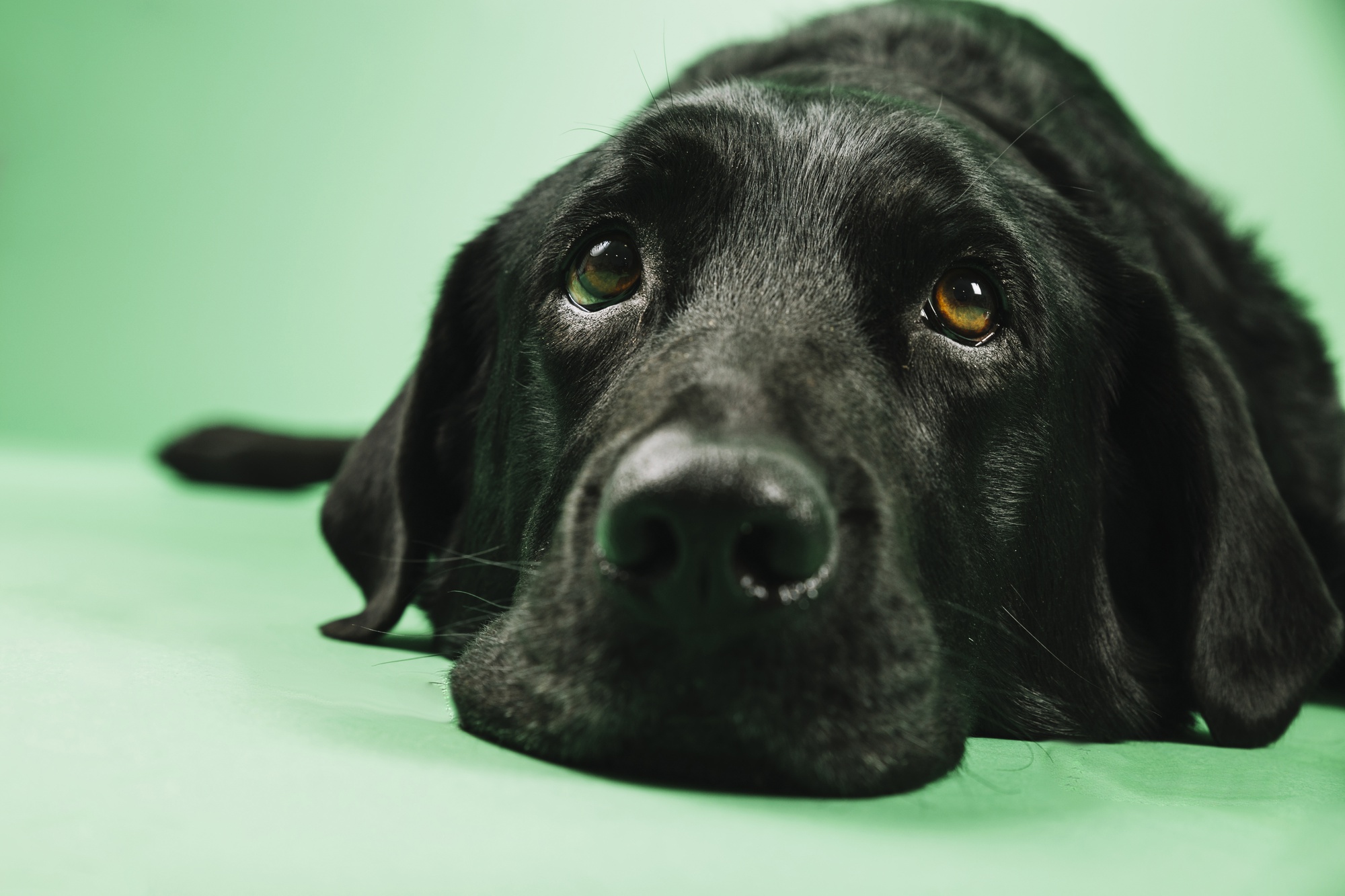 ¿Qué cosas recuerdan los perros y por cuánto tiempo?