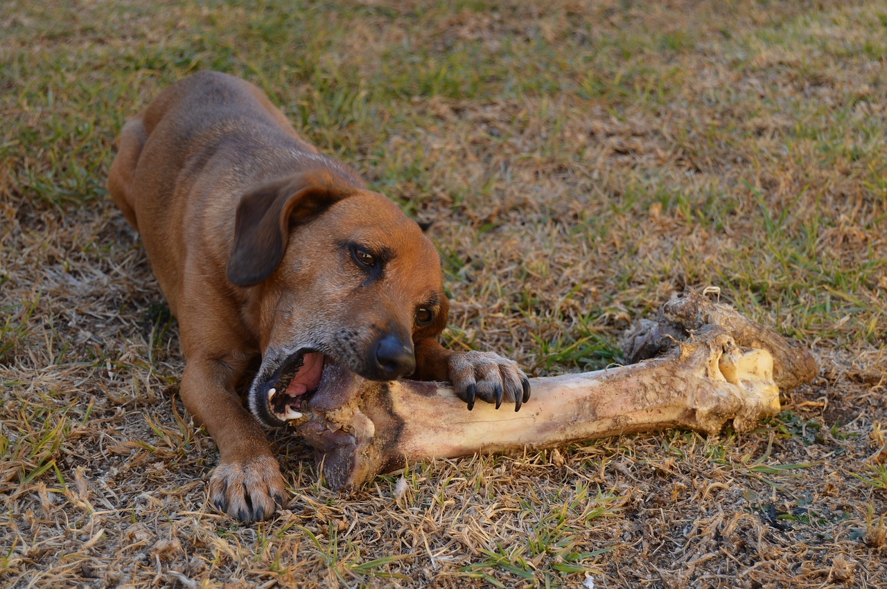 ¿Es malo que los perros coman huesos?