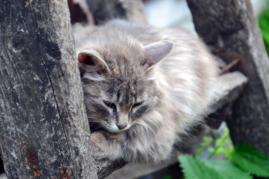 ¿Qué hacer si nuestro gato se pierde?