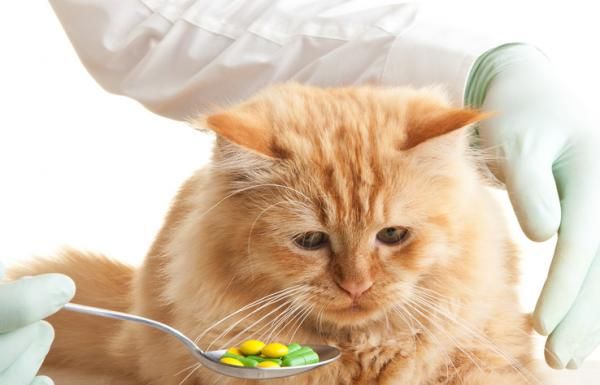 Este vómito puede ser un síntoma de enfermedad o un desequilibrio en los hábitos alimenticios del gato.