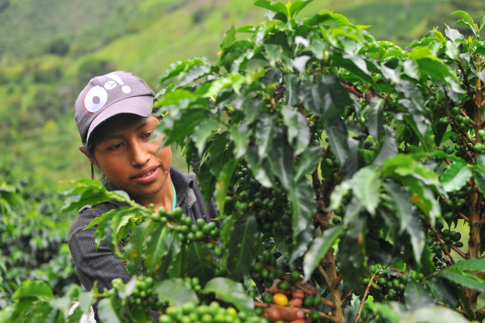 Áreas aptas para el café se reducirán entre el 73 y el 88 por ciento
