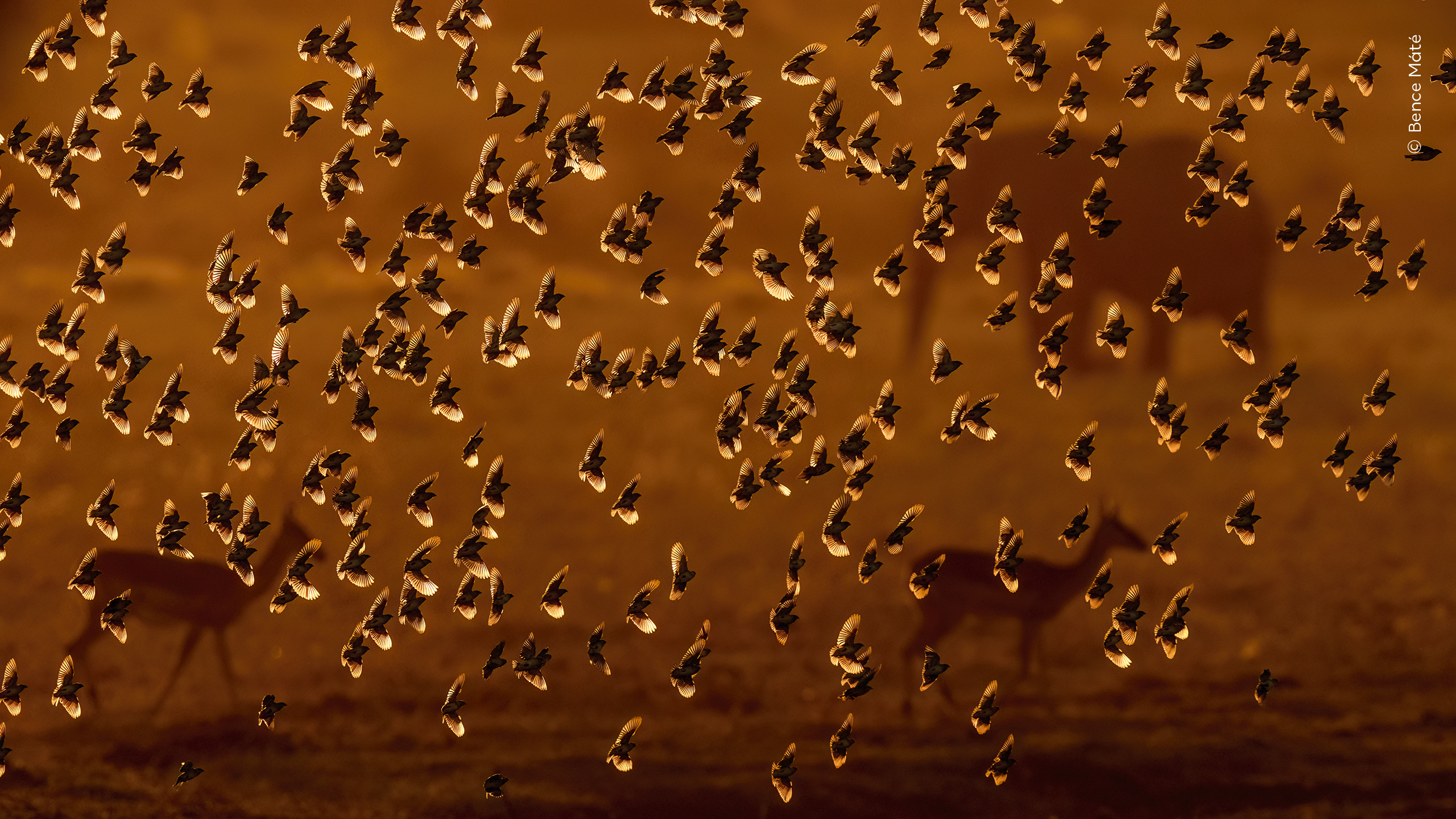 Mención especial, categoría Aves:

Bence Máté (Hungría) observa a una bandada de aves que desciende a un pequeño estanque para saciar su sed en Kenia.