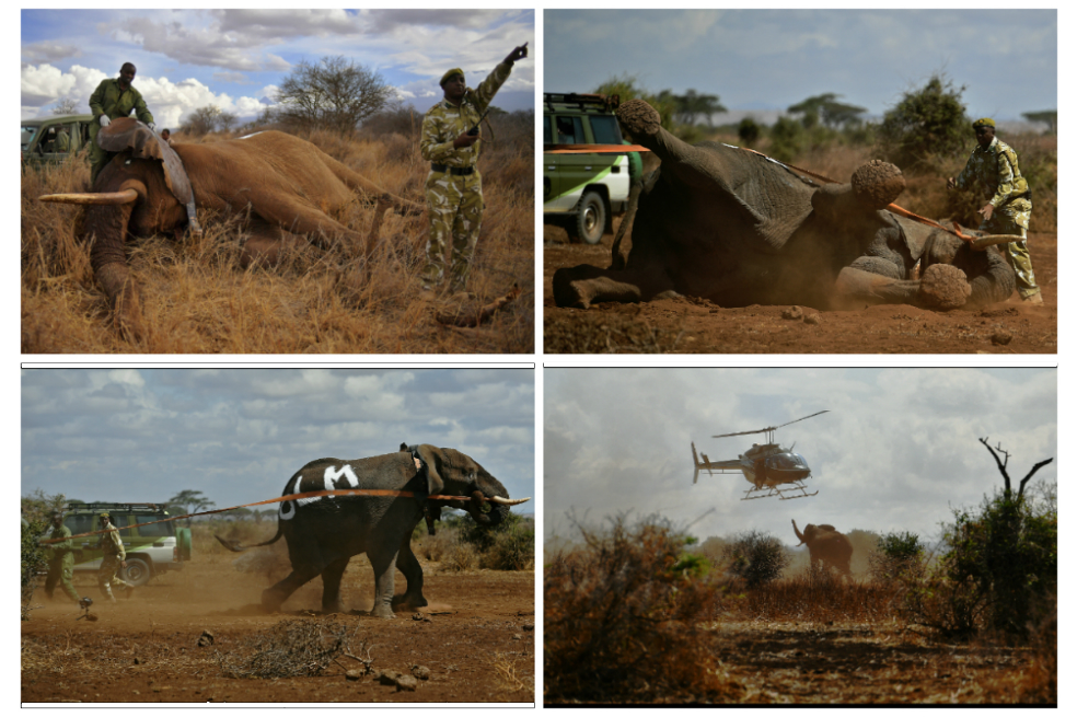En Kenia ponen collares a elefantes para protegerlos