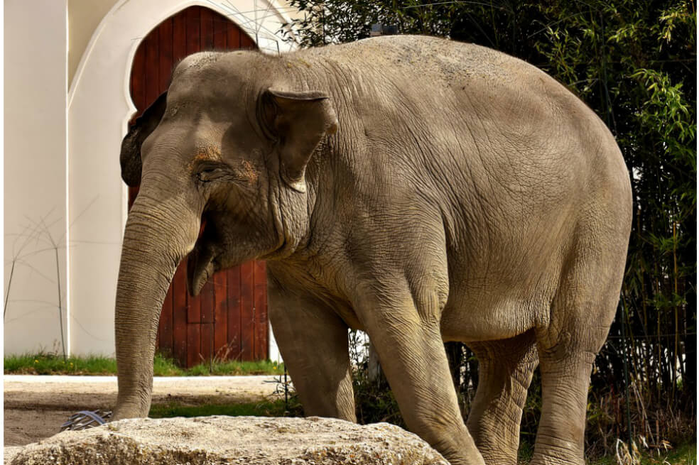 La propuesta para salvar al elefante asiático