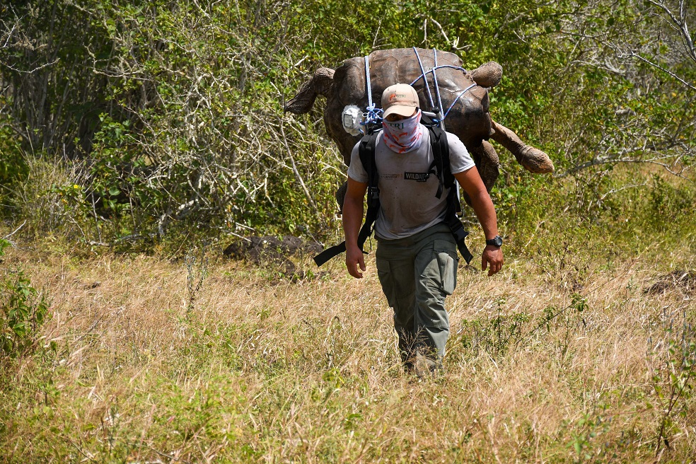 Tras 800 procreaciones para salvar a su especie, la tortuga Diego vuelve a su hábitat natural