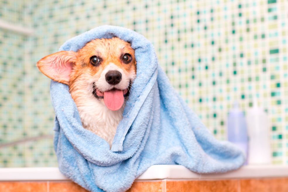 ¿A los cuántos meses se puede bañar un perro? Consejos y productos que puede usar