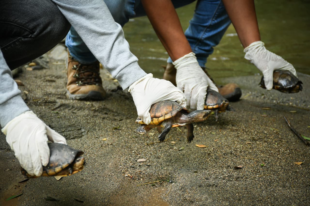 Liberan a 47 animales silvestres que fueron decomisados o recuperados en Tolima
