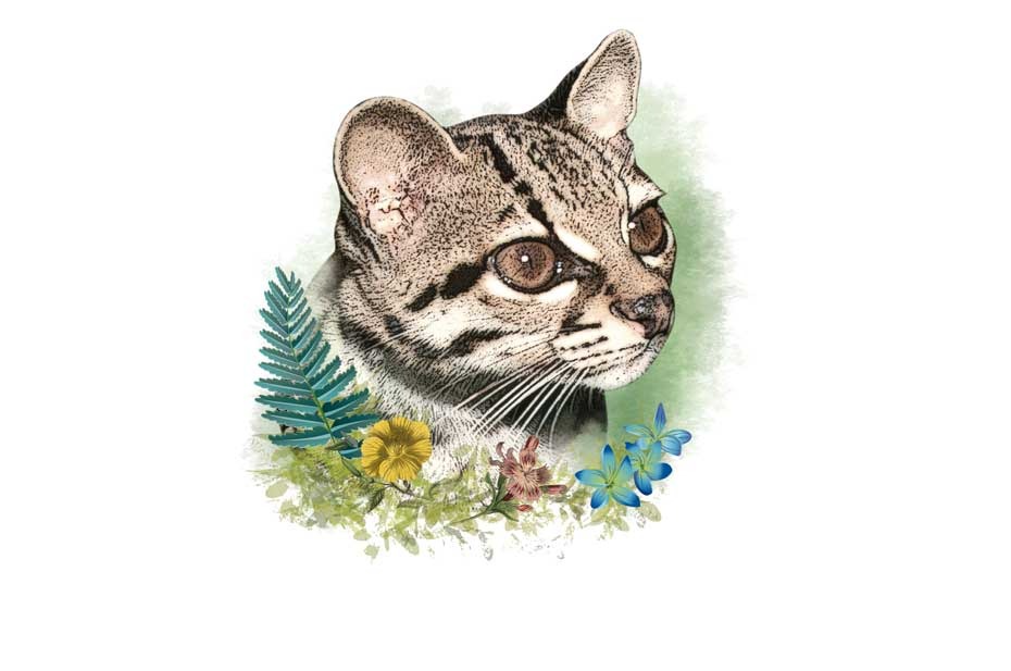 En las grandes ciudades sobrevive un emblemático felino colombiano que podría desaparecer
