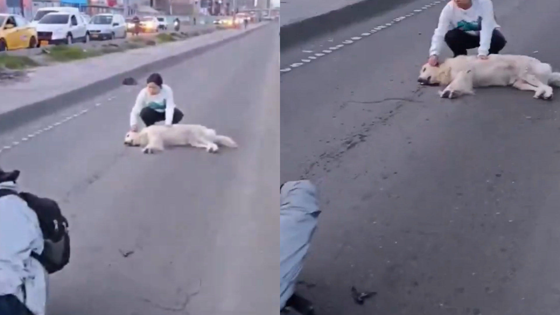 Perro callejero terminó arrollado por motociclista cuando cruzaba la Avenida 68