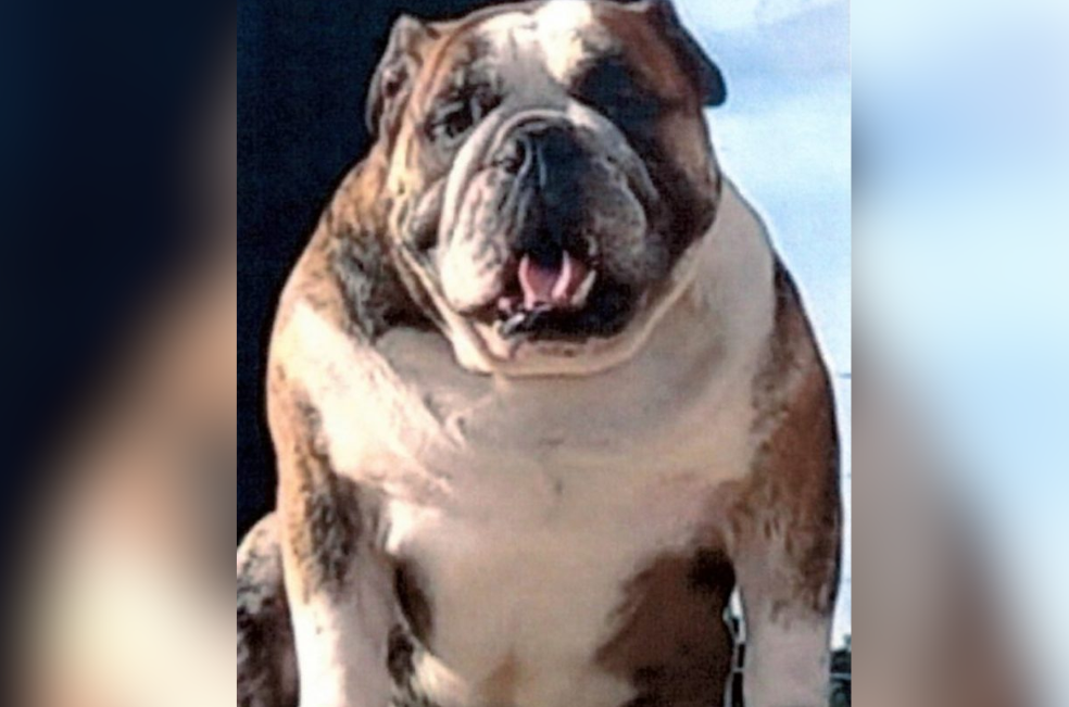 Judicializan a domiciliario acusado de causar la muerte de perro bulldog en Suba