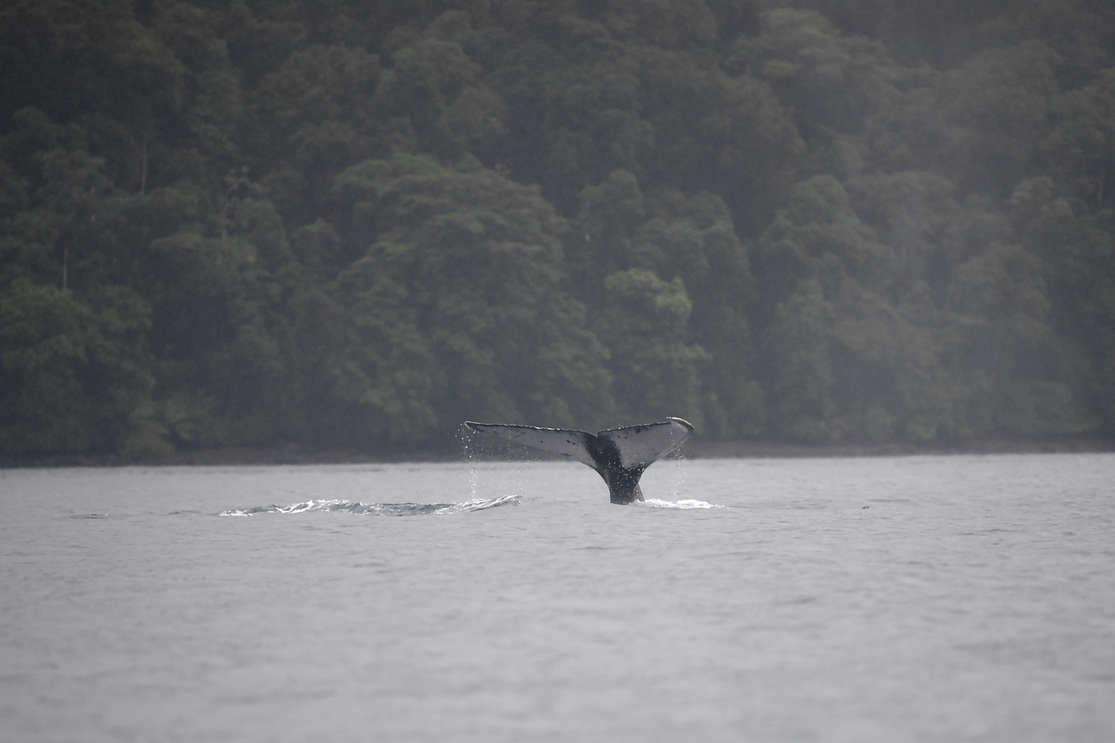 En el Parque Nacional Natural Utría, conocido como la 'sala cuna' de las ballenas, el visitante puede observar una serie de estribaciones montañosas semiocultas entre la bruma y cubiertas de exuberante selva tropical que termina en el mar. Como señala Parques Nacionales Naturales de Colombia, pocos lugares reúnen tanto misterio y belleza a la vez como la Ensenada de Utría.